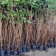 أشجار الجوافة