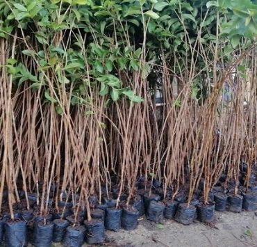 أشجار الجوافة