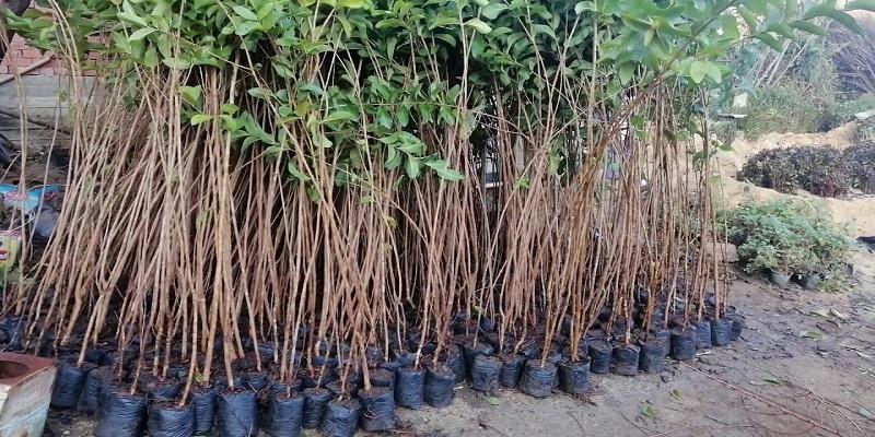 “لا تعطني سمكة بل علمني كيف اصطاد” .. عن زراعة 600 شجرة مثمرة في أبشواي أشجار الجوافة