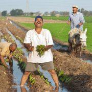 المزاج المصري