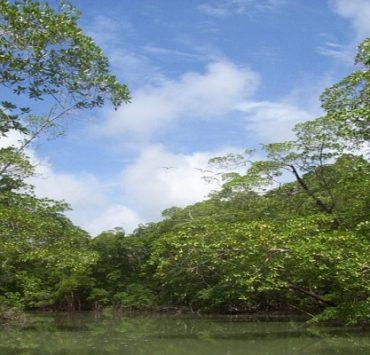 غابات الأمازون