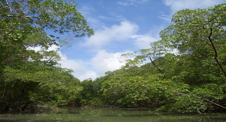 غابات الأمازون