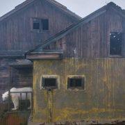 الدببة القطبية