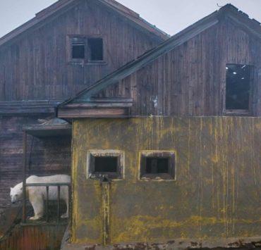 تعرف على خاصية WhatsApp Communities الجديدة للتواصل الجماعي الدببة القطبية