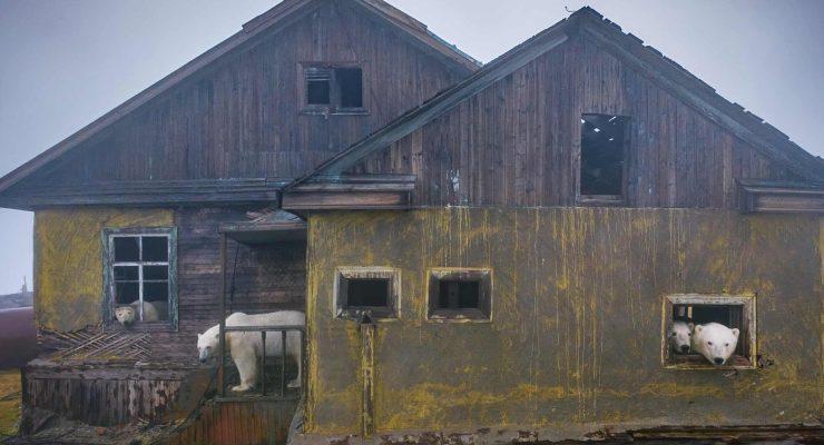 الدببة القطبية