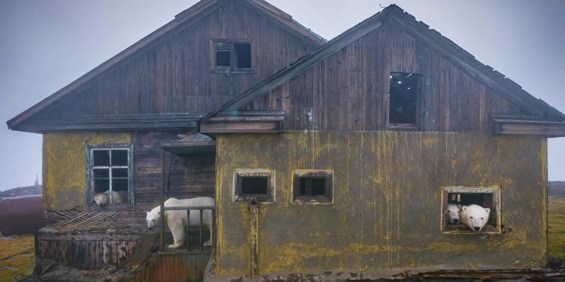 الدببة القطبية