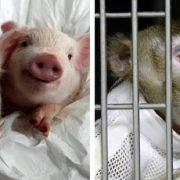 قردة وخنازير