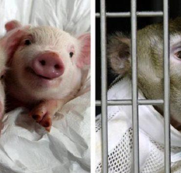 قردة وخنازير