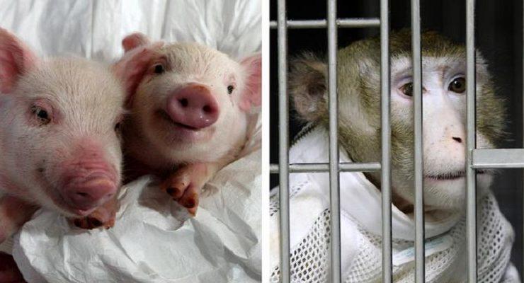 قردة وخنازير