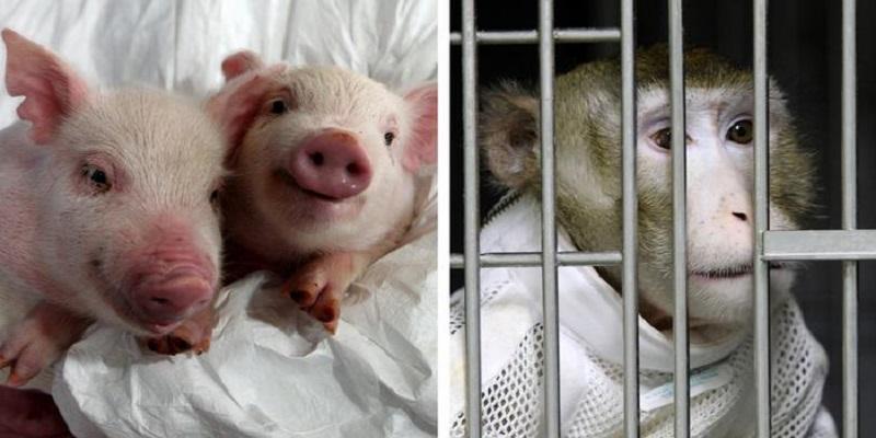 قردة وخنازير