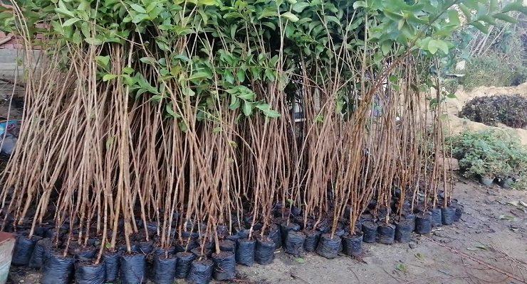 أشجار الجوافة