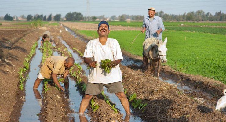 المزاج المصري