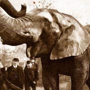 الفيل جامبو