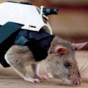فئران مدربة