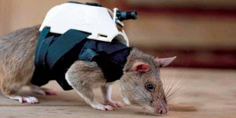 فئران مدربة