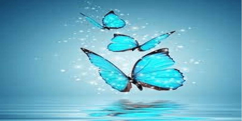 ضفدع وصديق أزرق (4) ..فراشة زرقاء فراشة