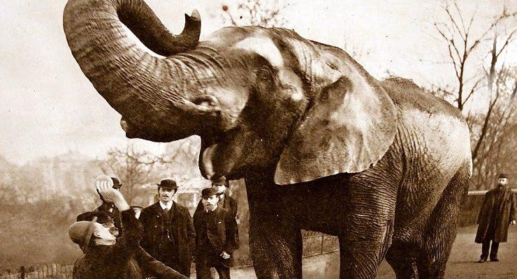 الفيل جامبو