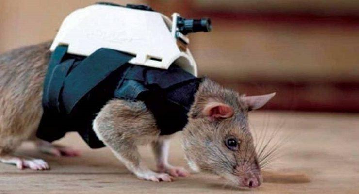 فئران مدربة