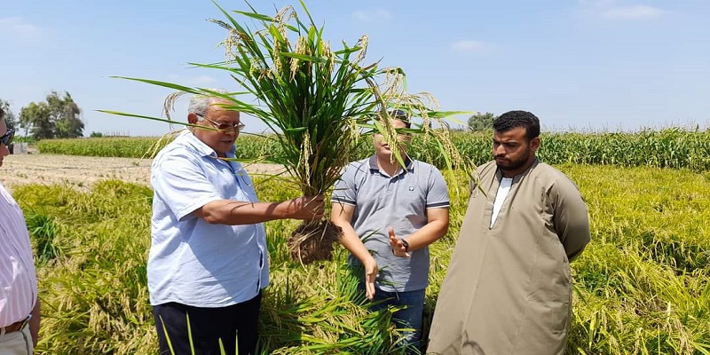 الدكتور سعيد سليمان