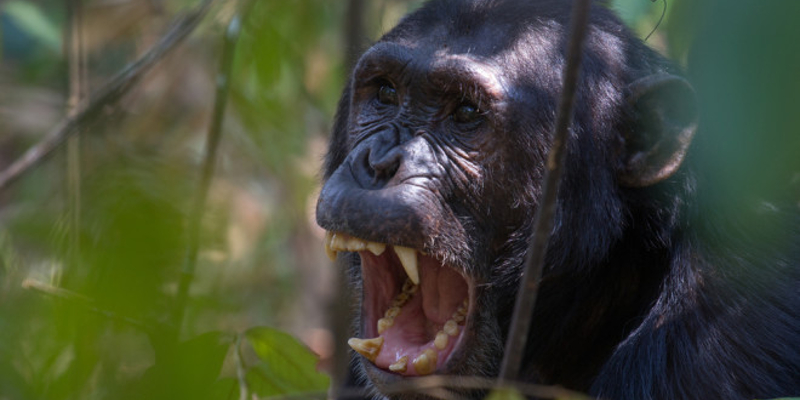 الشمبانزي