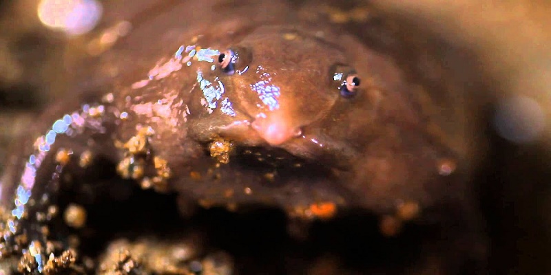 الضفدعة الأرجوانية