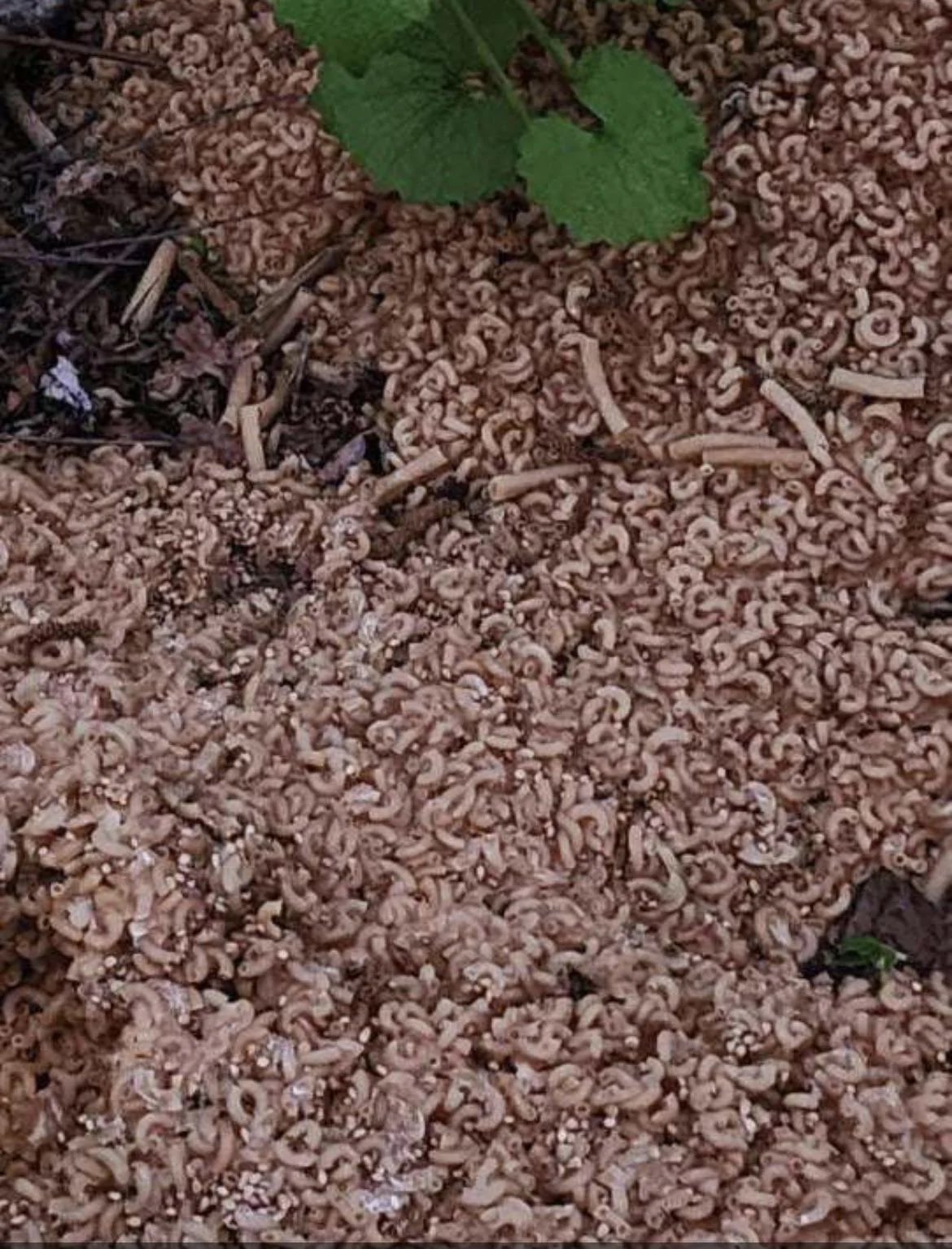 المعكرونة المطبوخة