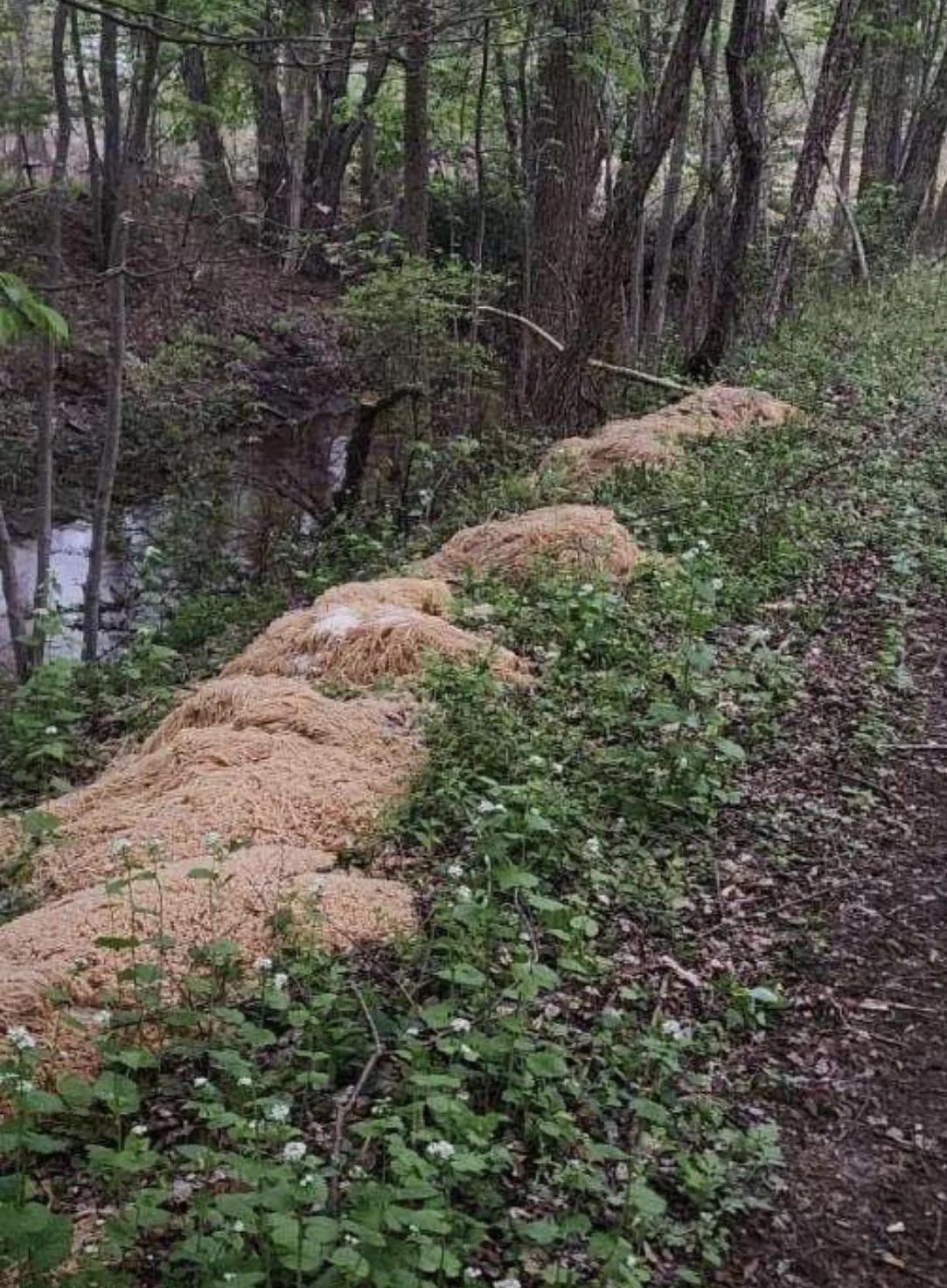 المعكرونة المطبوخة