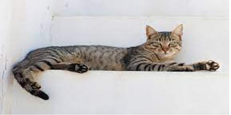 أزمات الهوية الجنسية تصل للجنون ..أطفال في بريطانيا يعرفون أنفسهم كقطط وديناصورات! الهوية الجنسية