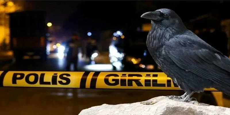 حرائق الغابات