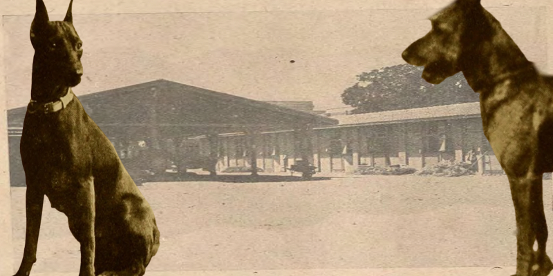 بين عامي 1974 و 1978 اندلعت حرب الشمبانزي في نيجيريا الشمبانزي