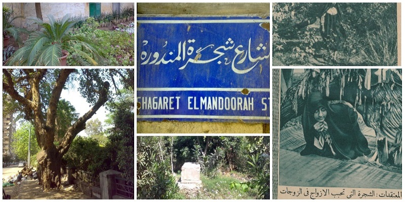 شارع شجرة المندورة