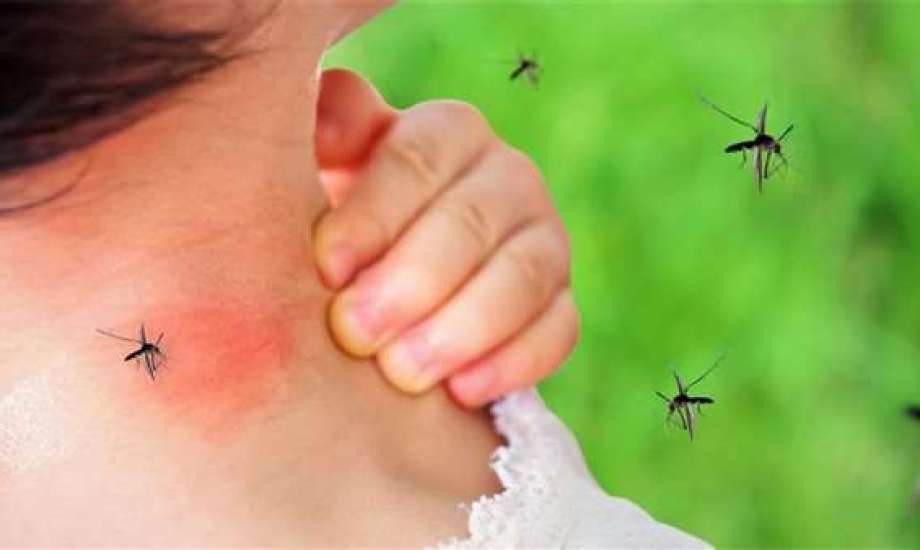 حمى الضنك أو أبو الركب