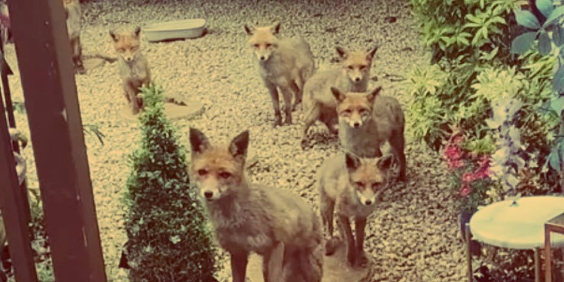 عائلة الثعالب