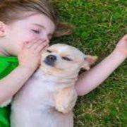 الحيوان الأليف