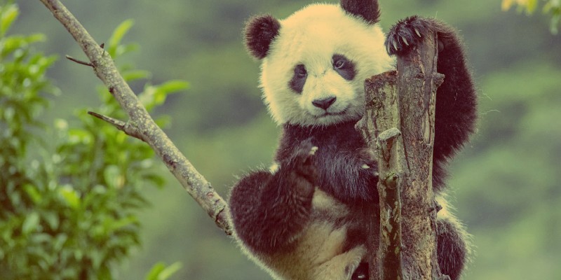 اكتشاف باندا