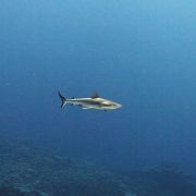 صورة رمزية لـ قرش دهب