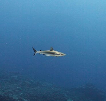 صورة رمزية لـ قرش دهب