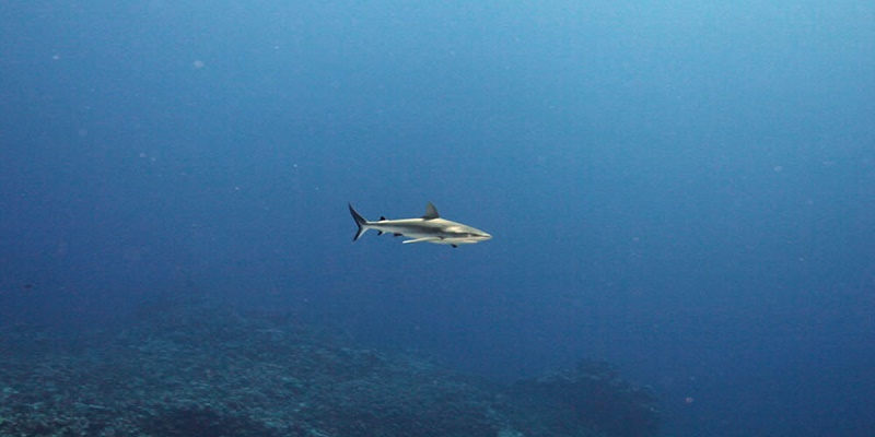 صورة رمزية لـ قرش دهب