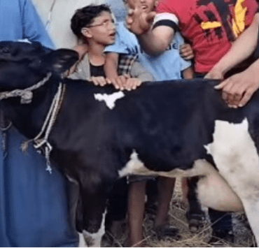 البقرة المبروكة