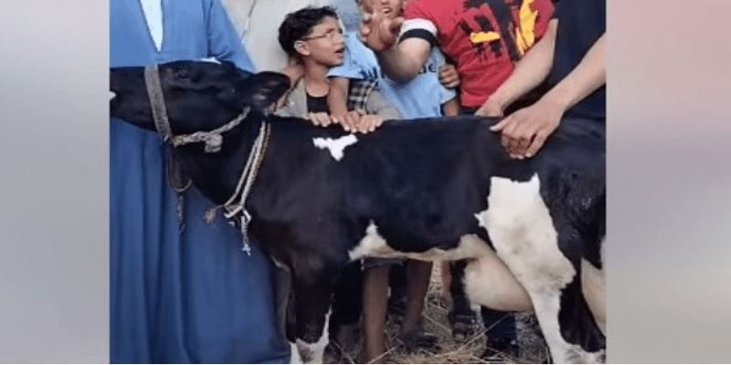 البقرة المبروكة