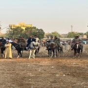 المرماح في الصعيد