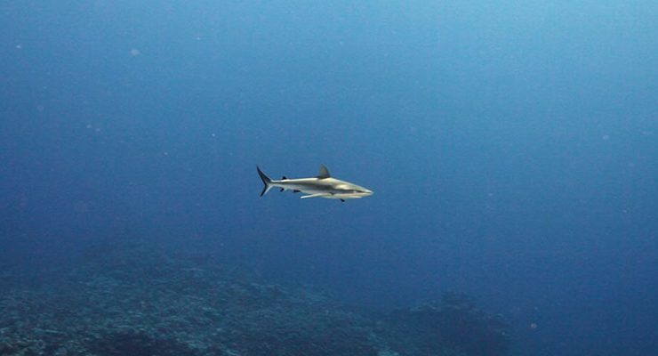 صورة رمزية لـ قرش دهب