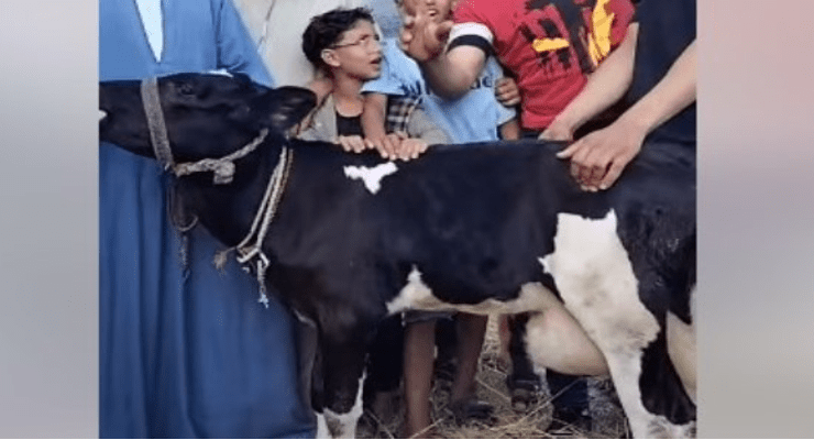 البقرة المبروكة