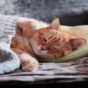 الحيوانات والشتاء