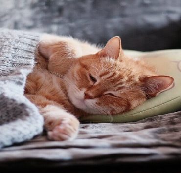 الحيوانات والشتاء