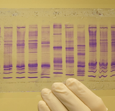 الحمض النووي