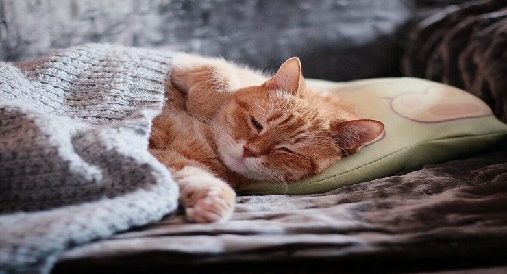 الحيوانات والشتاء