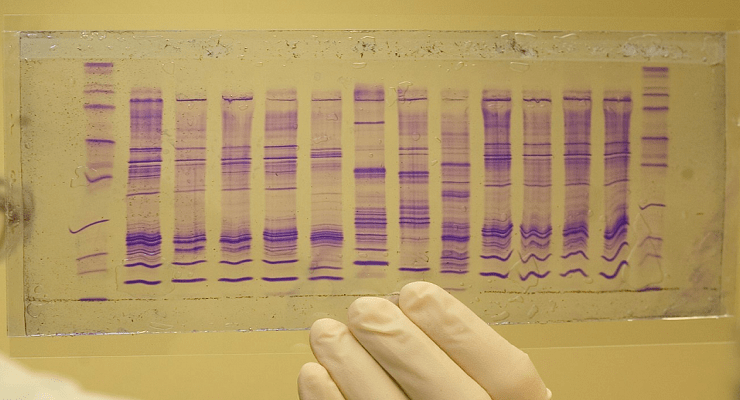 الحمض النووي