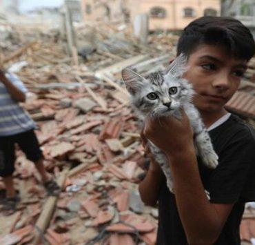 الحيوانات في غزة