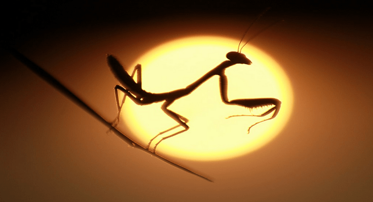 إدوارد ثيودور جين